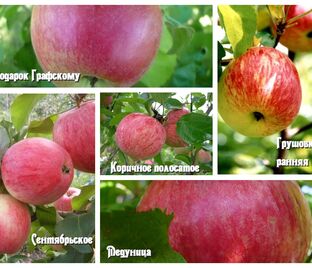 Яблоня 5ти-сортовая Грушовка ранняя / Медуница / Коричное полосатое / Сентябрьское / Подарок Графскому