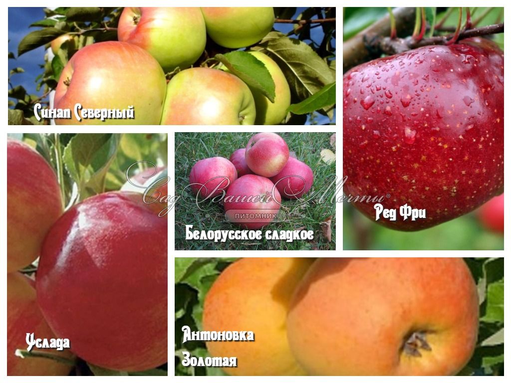 Яблоки Белорусские Сладкие Описание Фото