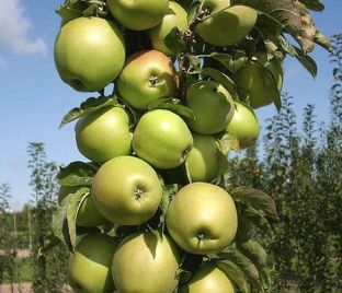 Яблоня колоновидная Есения – купить саженцы яблони в питомнике в Москве