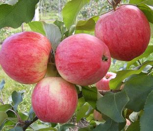 Яблоня Феникс алтайский – купить саженцы яблони в питомнике в Москве