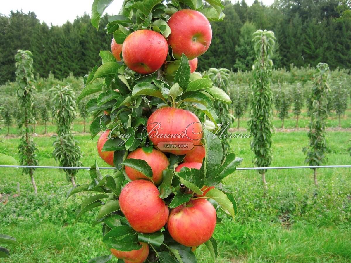 Яблоня колоновидная Летнее Крупное – купить саженцы яблони в питомнике в Москве