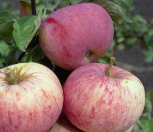 Яблоня Настенька – купить саженцы яблони в питомнике в Москве