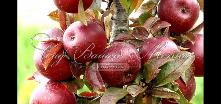 Яблоня колоновидная Тамара – купить саженцы яблони в питомнике в Москве