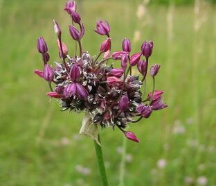 Лук декоративный (Аллиум) Арт / (Allium Art) — фото 1