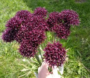 Лук декоративный (Аллиум) атропурпуреум / (Allium atropurpureum) — фото 1