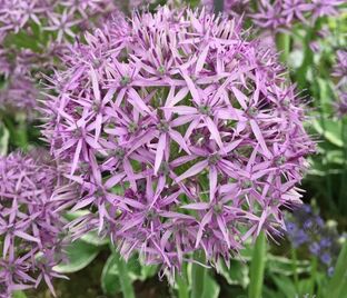 Лук декоративный (Аллиум) Вайолет Бьюти / (Allium Violet Beauty) — фото 1