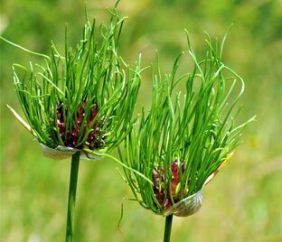 Лук декоративный (Аллиум) виноградниковый Хэир / (Allium vineale Hair) — фото 1