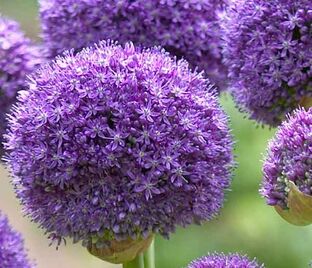 Лук декоративный (Аллиум) Гладиатор / (Allium Gladiator) — фото 1