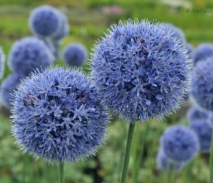 Лук декоративный (Аллиум) голубой / (Allium caeruleum)