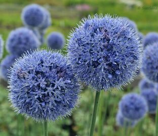 Лук декоративный (Аллиум) голубой / (Allium caeruleum) — фото 1