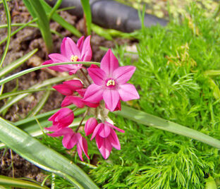 Лук декоративный (Аллиум) горолюбивый / Островского / (Allium oreophilum) — фото 1