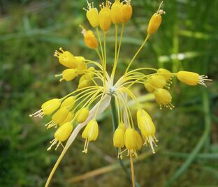 Лук декоративный (Аллиум) Золотой / (Allium flavum)