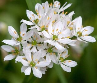 Лук декоративный (Аллиум) Ковани / (Allium cowanii)