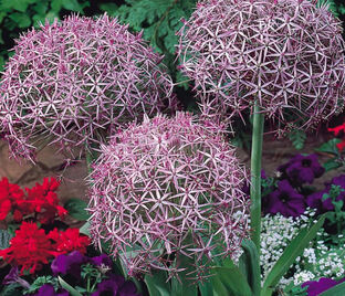 Лук декоративный (Аллиум) Кристофа / (Allium christophii) — фото 1