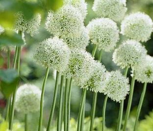 Лук декоративный (Аллиум) Маунт Эверест / (Allium Mount Everest) — фото 1