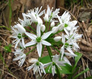 Лук декоративный (Аллиум) медвежий / (Allium ursinum) — фото 1