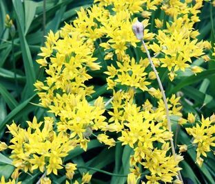 Лук декоративный (Аллиум) Моли / (Allium moly) — фото 1