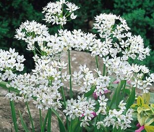 Лук декоративный (Аллиум) неаполитанский / (Allium neapolitanum) — фото 1