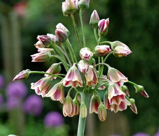 Лук декоративный (Аллиум) Нектароскордум сицилийский / (Allium (Nectaroscordum) Siculum) — фото 1