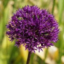 Лук декоративный (Аллиум) Перпл Сенсейшн / (Allium Purple Sensation)