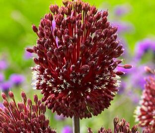 Лук декоративный (Аллиум) Ред Могикан / (Allium Red Mohican) — фото 1