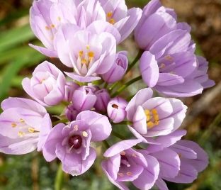Лук декоративный (Аллиум) розовый / (Allium roseum) — фото 1