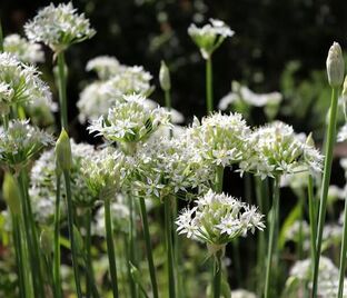 Лук декоративный (Аллиум) туберозный / (Allium tuberosum) — фото 1