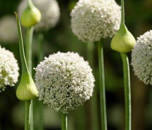 Лук декоративный (Аллиум) Уайт Клауд / (Allium White Cloud) — фото 1