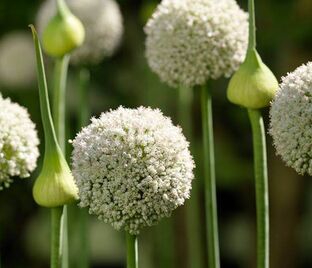 Лук декоративный (Аллиум) Уайт Клауд / (Allium White Cloud)