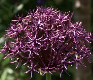 Лук декоративный (Аллиум) Фирмомент / (Allium Firmament) — фото 1