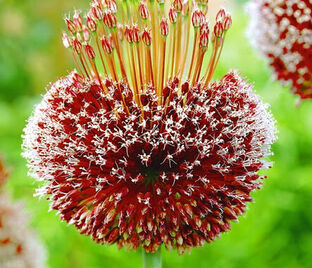 Лук декоративный (Аллиум) Форлок / (Allium Forelock)