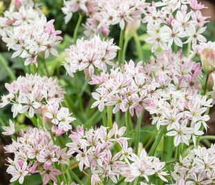 Лук декоративный (Аллиум) Хамелеон / (Allium Cameleon) — фото 1