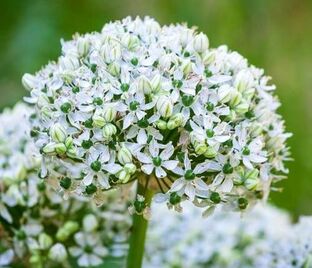 Лук декоративный (Аллиум) черный (многолуковичный) / (Allium nigrum (multibulbosum) — фото 1