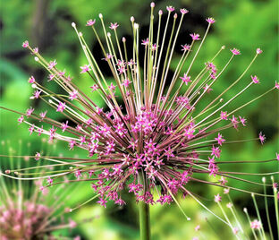 Лук декоративный (Аллиум) Шуберта / (Allium Schubertii) — фото 1