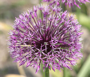 Лук декоративный (Аллиум) Эрли Эмпрерор / (Allium Early Emperor) — фото 1