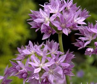 Лук декоративный (Аллиум) Эрос / (Allium Eros) — фото 1