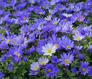 Анемона бланда Блю Шэйдз (Anemone blanda Blue Shades) — фото 1