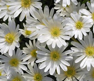 Анемона бланда Уайт Сплендор (Anemone blanda White Splendour) — фото 1