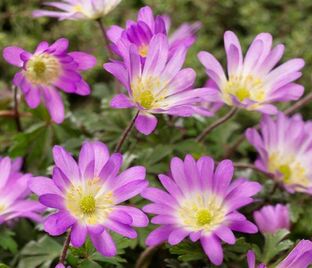 Анемона бланда Шармер (Anemone blanda Charmer) — фото 1