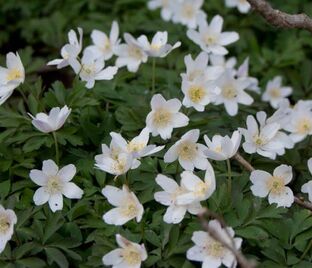 Анемона дубравная (Anemone nemorosa)