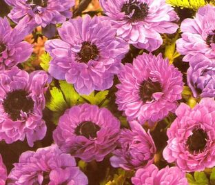 Анемона корончатая Адмирал (Anemone coronaria Admiral)