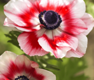 Анемона корончатая Биколор (Anemone coronaria Bicolor)