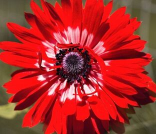 Анемона корончатая Гавернор (Anemone coronaria Governor)