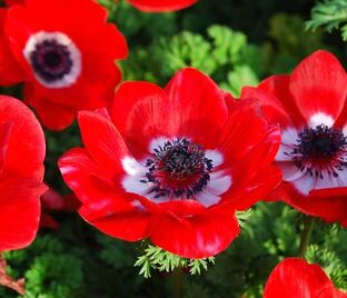 Анемона корончатая Голландия (Anemone coronaria Hollandia) — фото 1