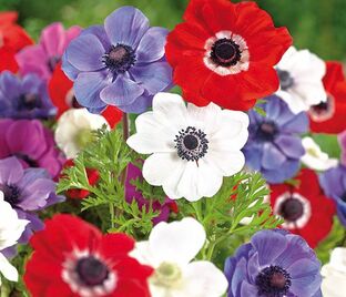 Анемона корончатая Де Каэн Микс (Anemone coronaria De Caen Mix)