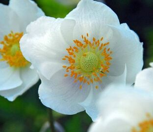 Анемона корончатая Зе Брайд (Anemone coronaria The Bride)