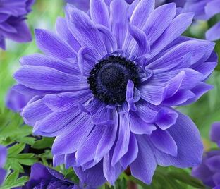 Анемона корончатая Лорд Лейтенант (Anemone coronaria Lord Lieutenant) — фото 1