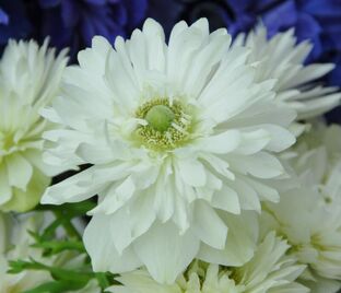 Анемона корончатая Маунт Эверест (Anemone coronaria Mount Everest)