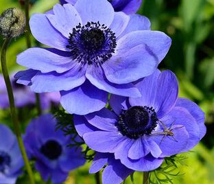 Анемона корончатая Мистер Фокер (Anemone coronaria Mr. Fokker) — фото 1