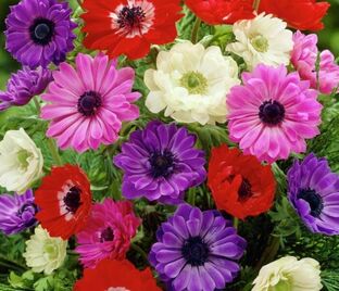 Анемона корончатая Сэйнт Бриджит микс (Anemone coronaria St. Brigid Mix) — фото 1